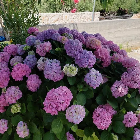 Marko-sevid-20m From The Apartman