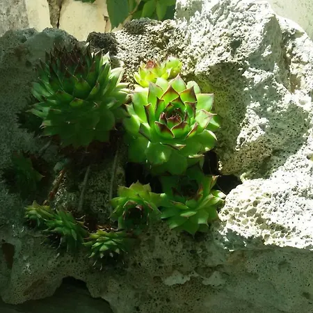 Marko-sevid-20m From The *