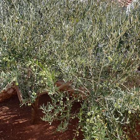 Marko-sevid-20m From The